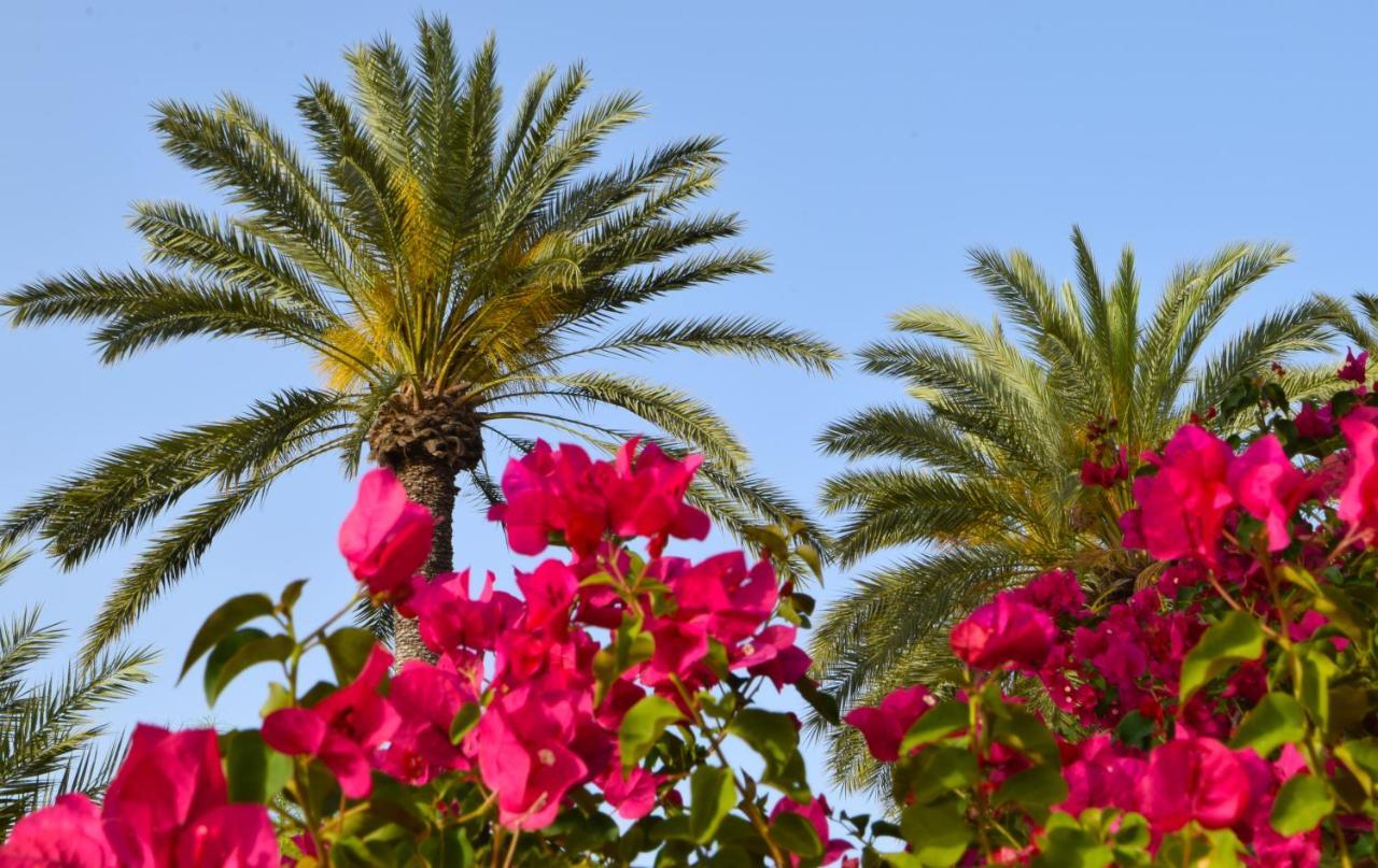 Golden Palms Guest House & Cafe Famagusta  Exterior foto